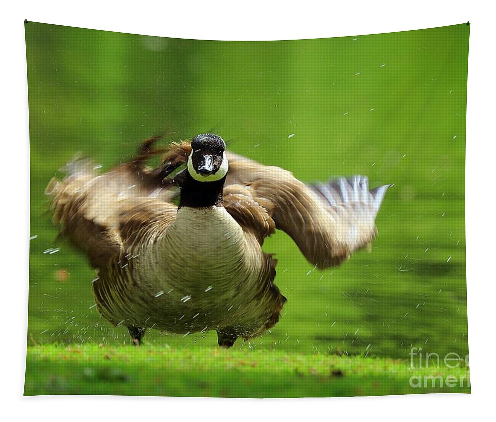 Canada Goose Tapestry featuring the photograph Shake It Off by Kimberly Furey