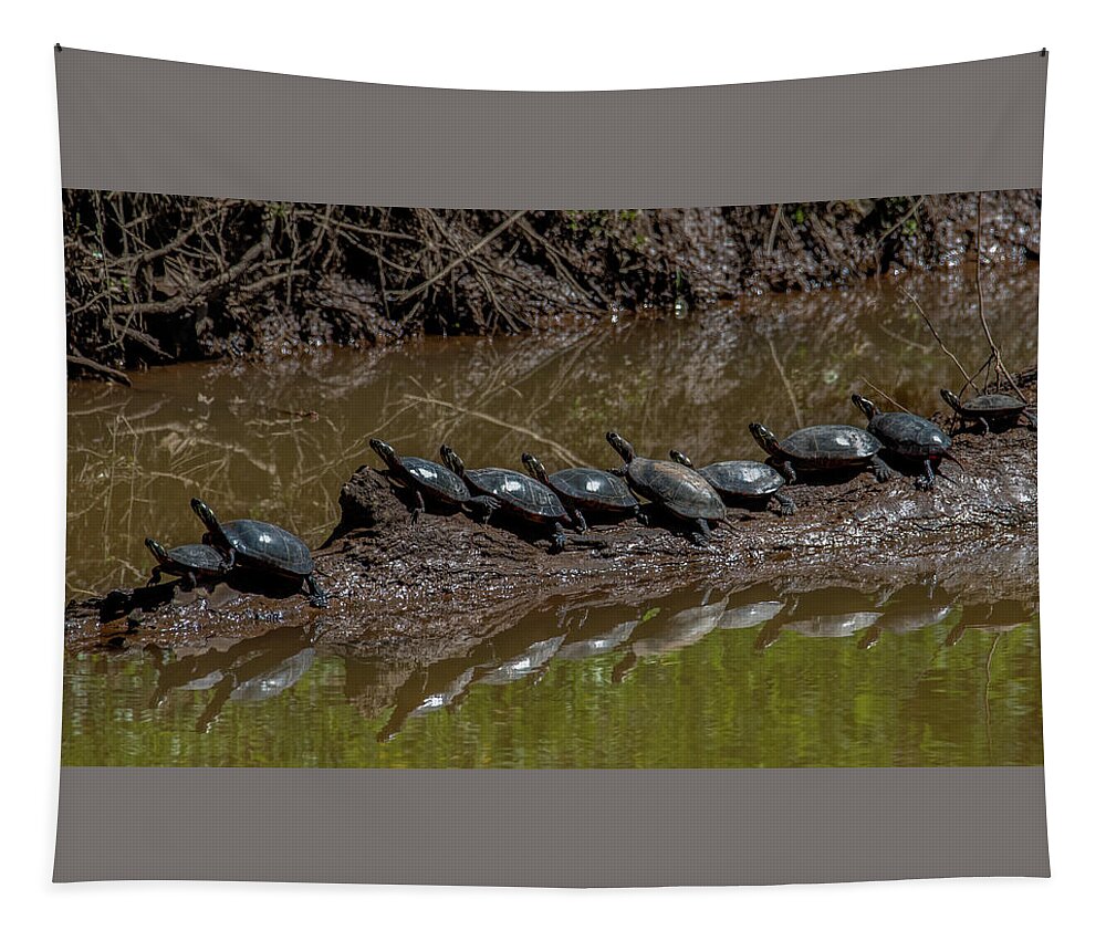 Animals Tapestry featuring the photograph Sharing a log by Brian Shoemaker