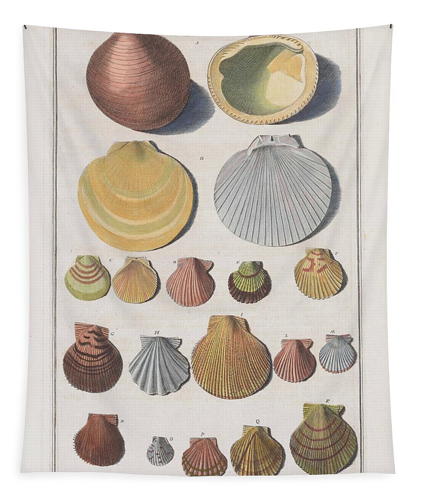 Sea Shells Tapestry featuring the digital art Shells -1742 by Kim Kent