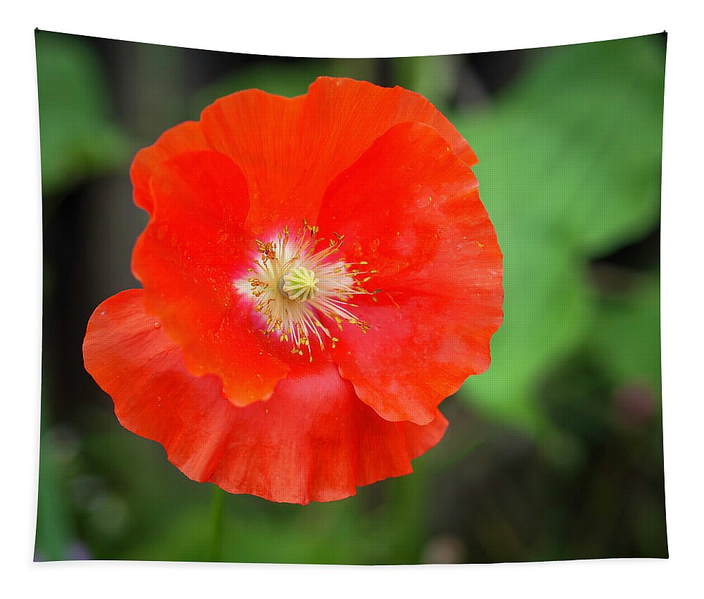 Shirley Poppy Tapestry featuring the photograph Shirley Poppy 2022-1 by Thomas Young