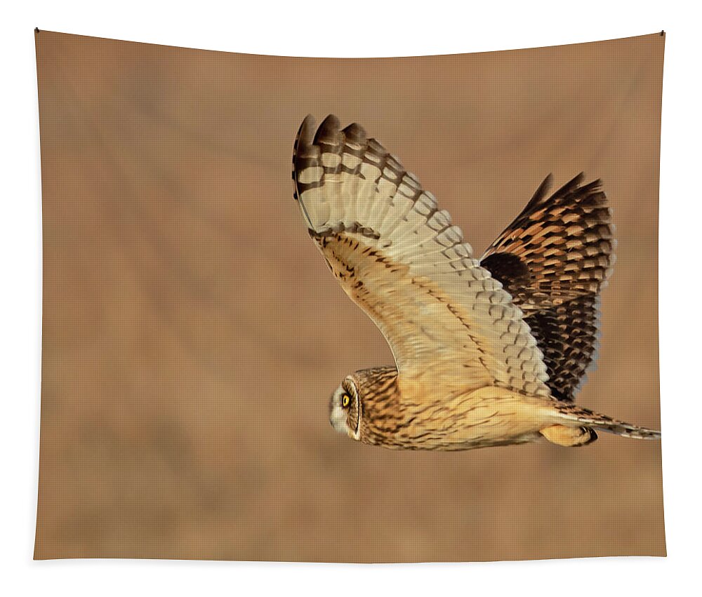 Owl Tapestry featuring the photograph Short-eared Owl on the Tallgrass Prairie #2 by Mindy Musick King
