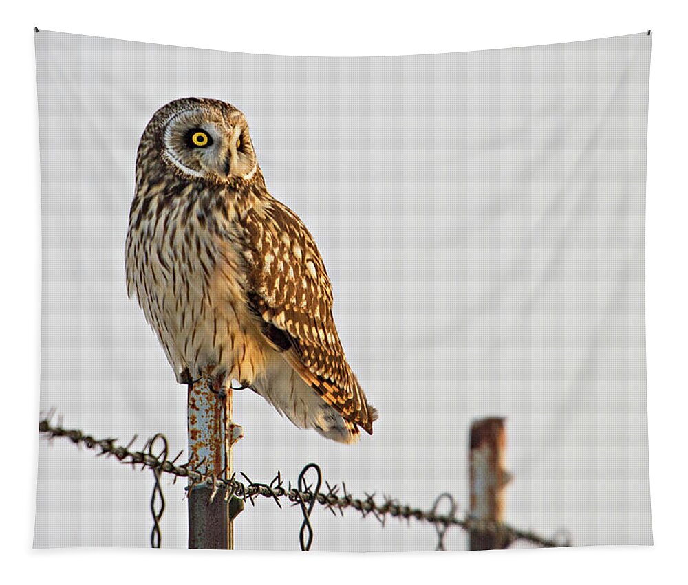 Birds Tapestry featuring the photograph Short-eared Owl by Wesley Aston