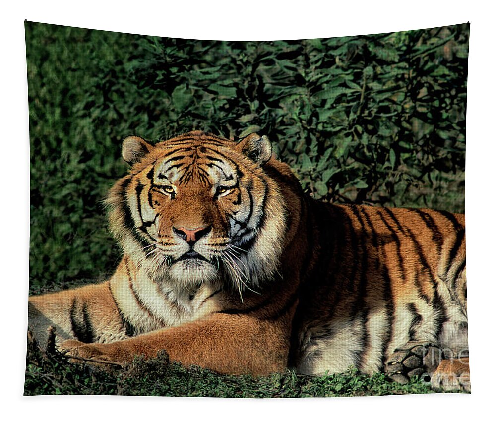 Dave Welling Tapestry featuring the photograph Siberian Tiger Panthera Tigris Altaicia Wildlife Resc by Dave Welling