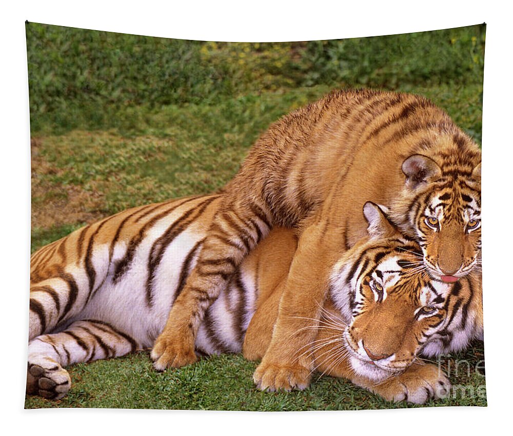 Asian Wildlife Tapestry featuring the photograph Siberian Tigers Parenting Is A Challenge by Dave Welling