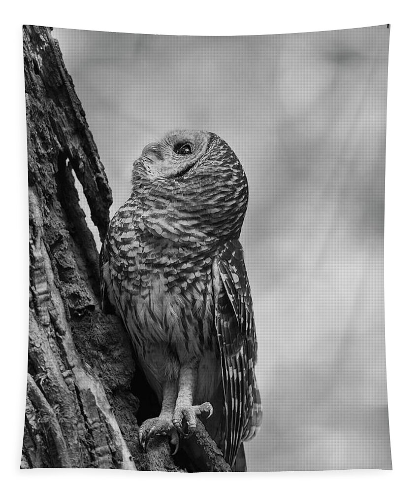 Barred Owl Tapestry featuring the photograph Silent Training by Puttaswamy Ravishankar