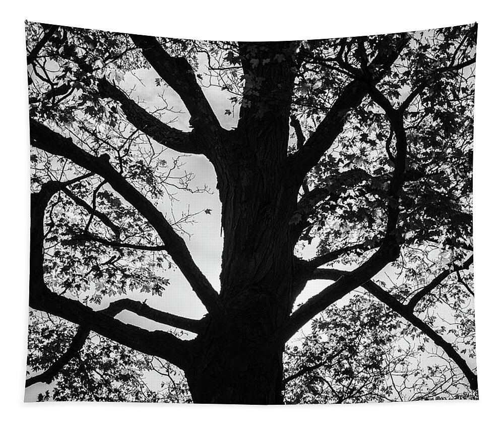 Abstract Tapestry featuring the photograph Silhouetted Tree VII BW by David Gordon