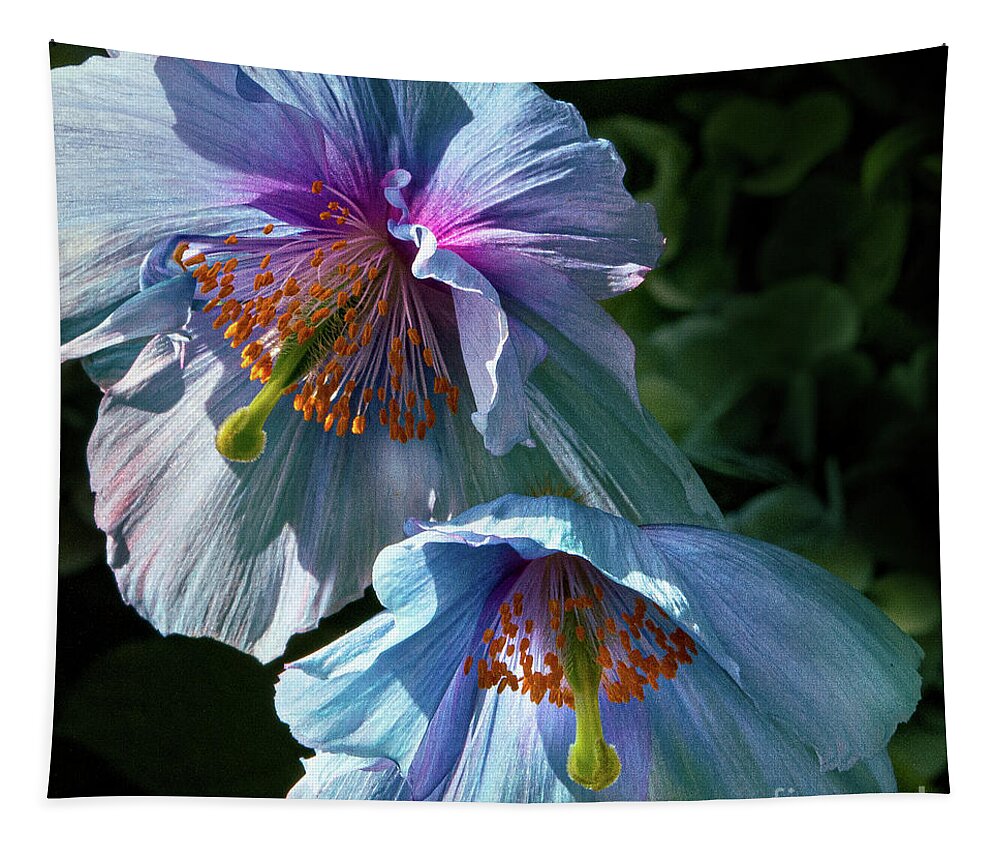 Conservatories Tapestry featuring the photograph Silk Poppies by Marilyn Cornwell