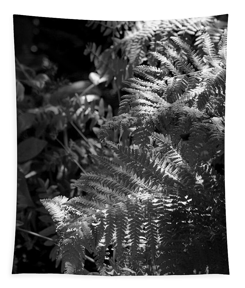 Fern Tapestry featuring the photograph Silver Garden by Kimberly Furey