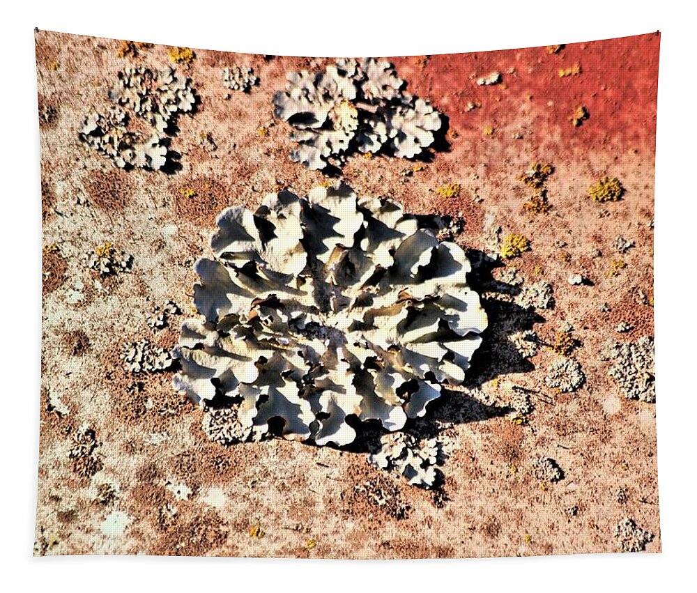 Nature Tapestry featuring the photograph Silver Lichen on Rusted Metal by Sheila Brown