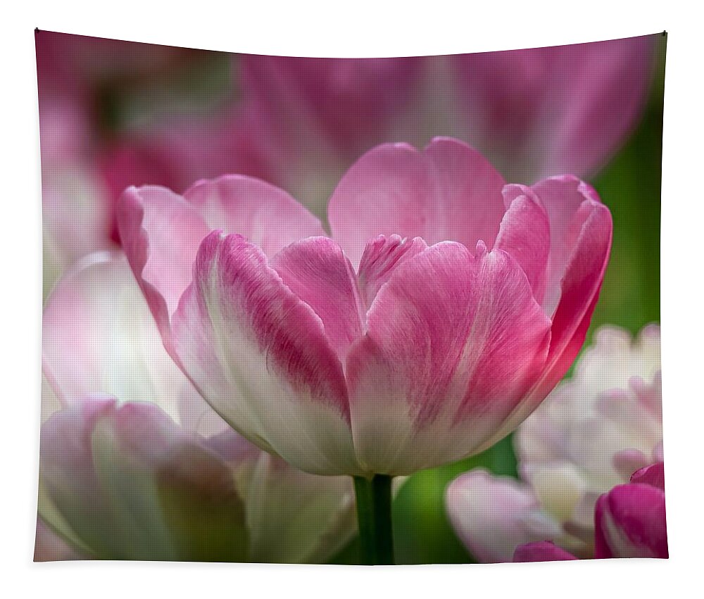 Tulip Tapestry featuring the photograph Simple Beauty Tulips by Susan Rydberg