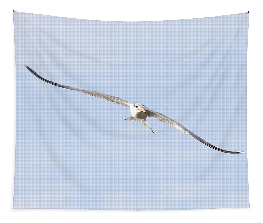 Royal Terns Tapestry featuring the photograph Simple Outline by Mingming Jiang