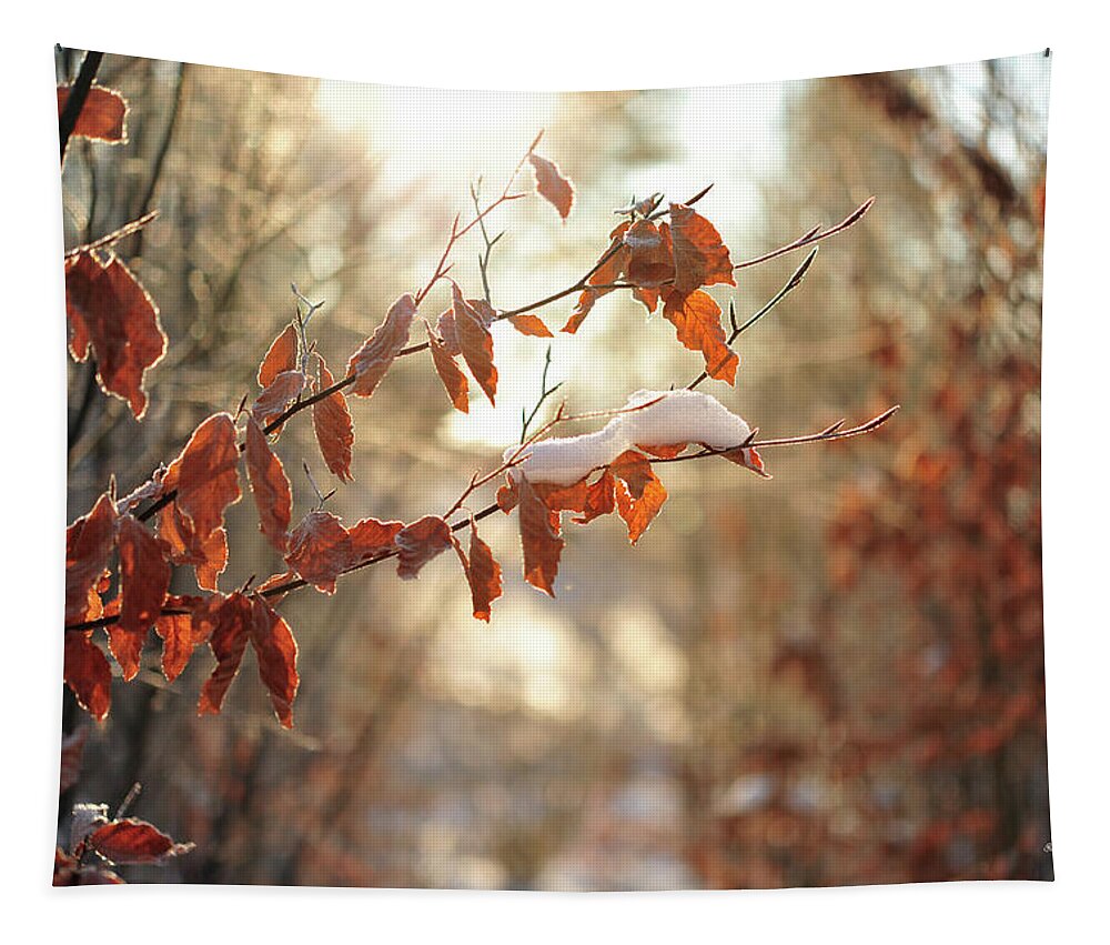 Beech Tapestry featuring the photograph Simply Amazing by Randi Grace Nilsberg