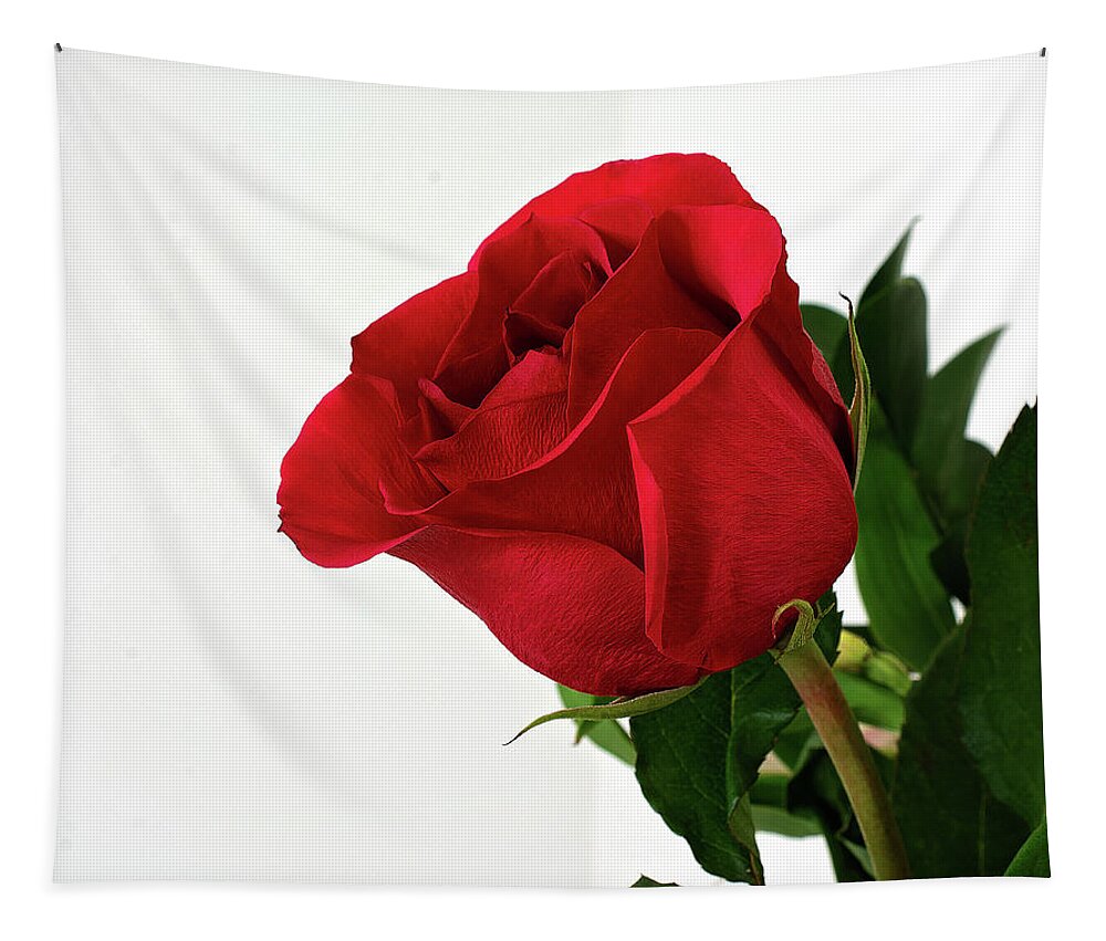 Single Red Rose Wall Art Tapestry featuring the photograph Single Red Rose by Gwen Gibson