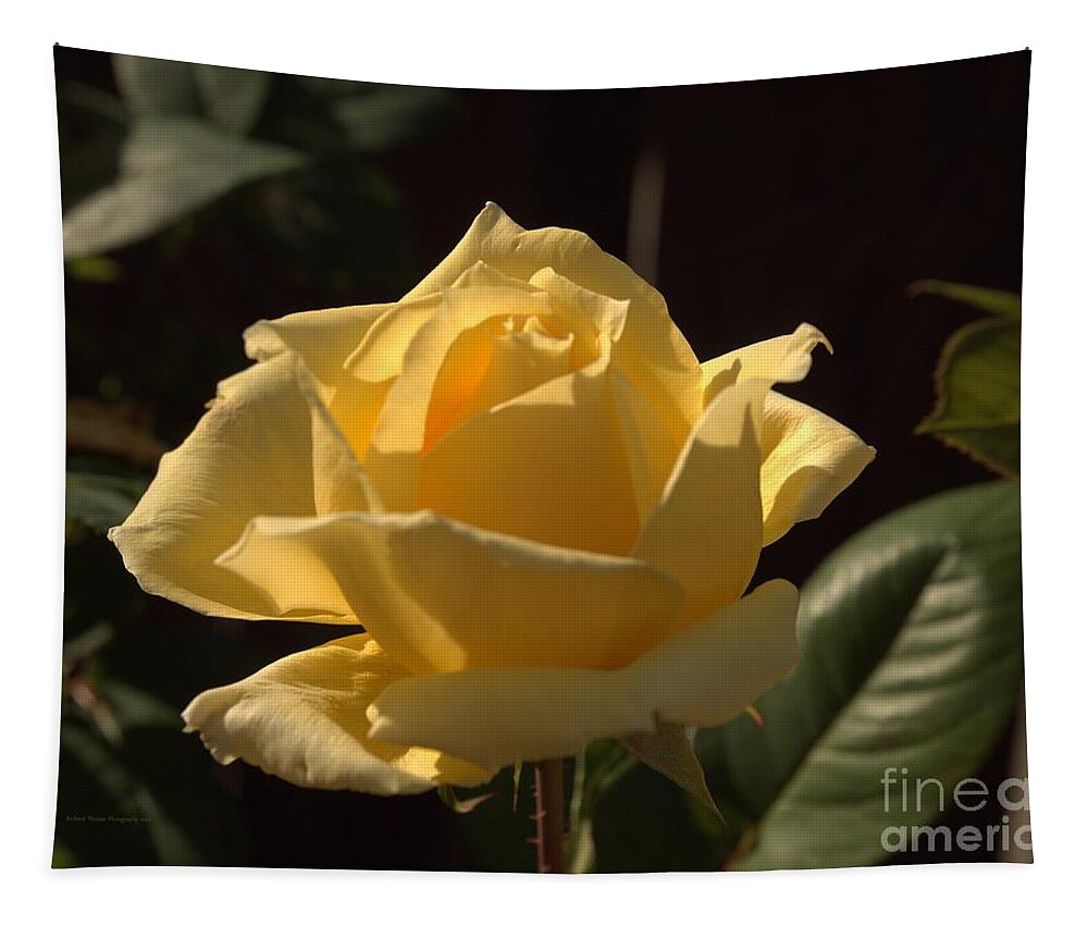 Backyard Tapestry featuring the photograph Single Yellow Dancing Rose by Richard Thomas