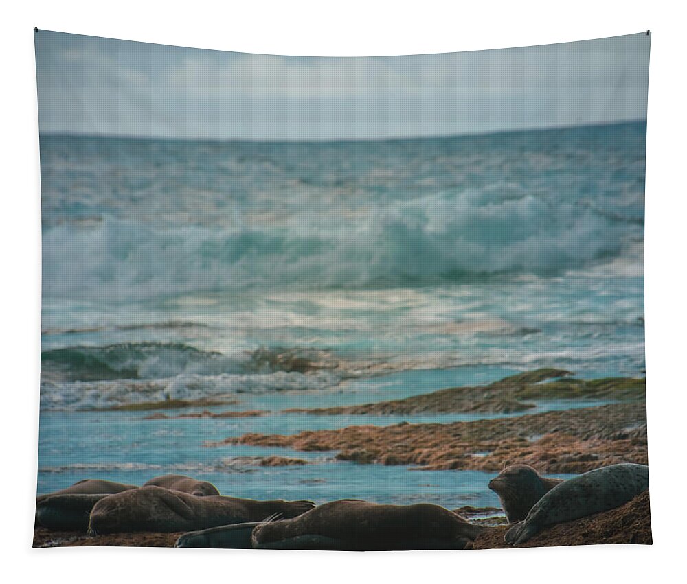 Sleeping Seals Tapestry featuring the photograph Sleeping Seals by Christina McGoran