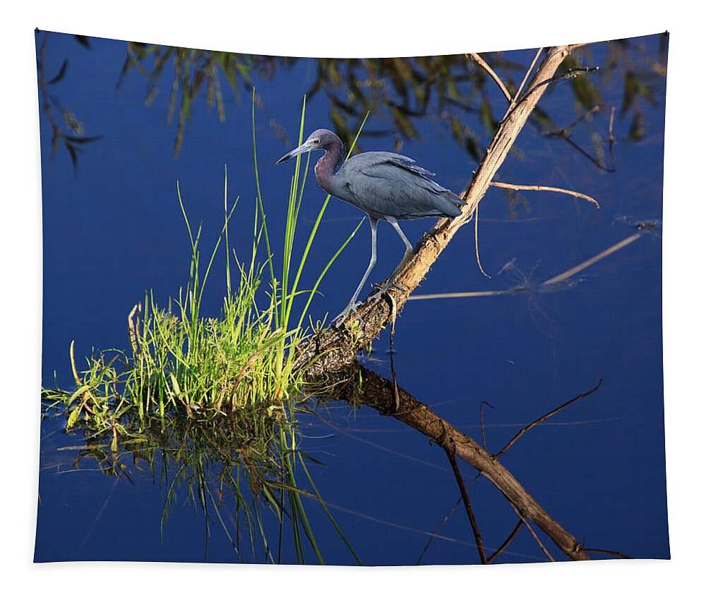 Little Blue Heron Tapestry featuring the photograph Slice of Light by Rosalie Scanlon