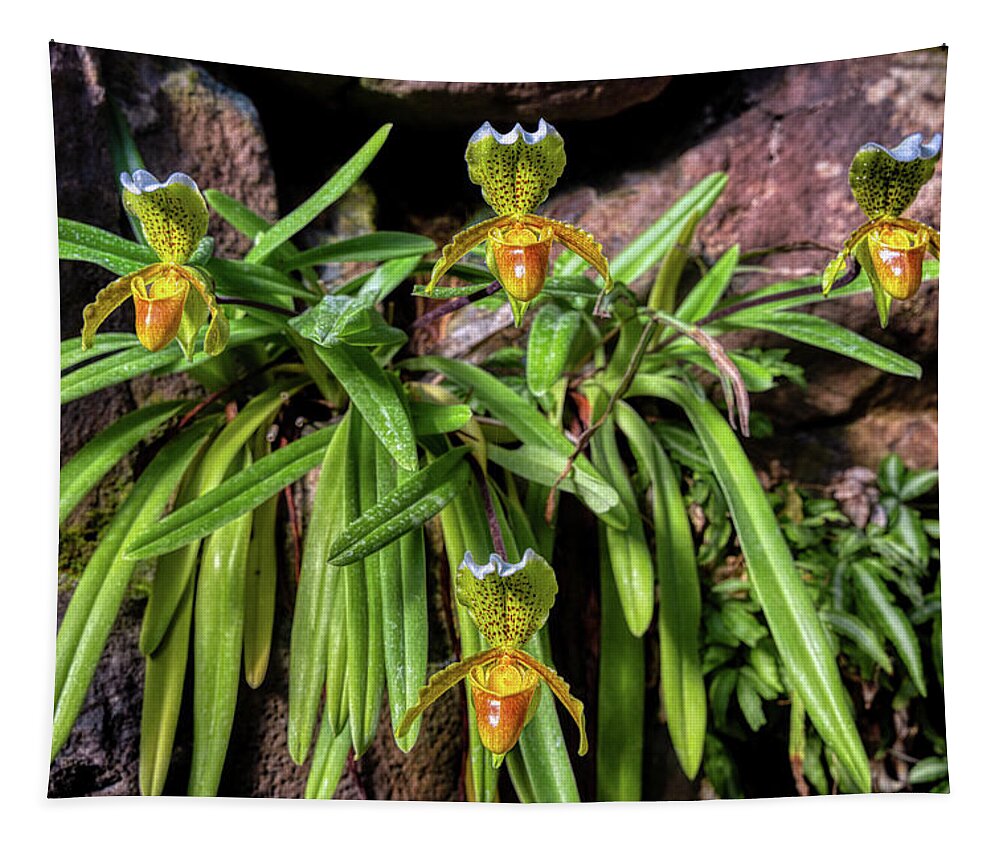 Slipper Tapestry featuring the photograph Slipper Orchids by Micah Offman