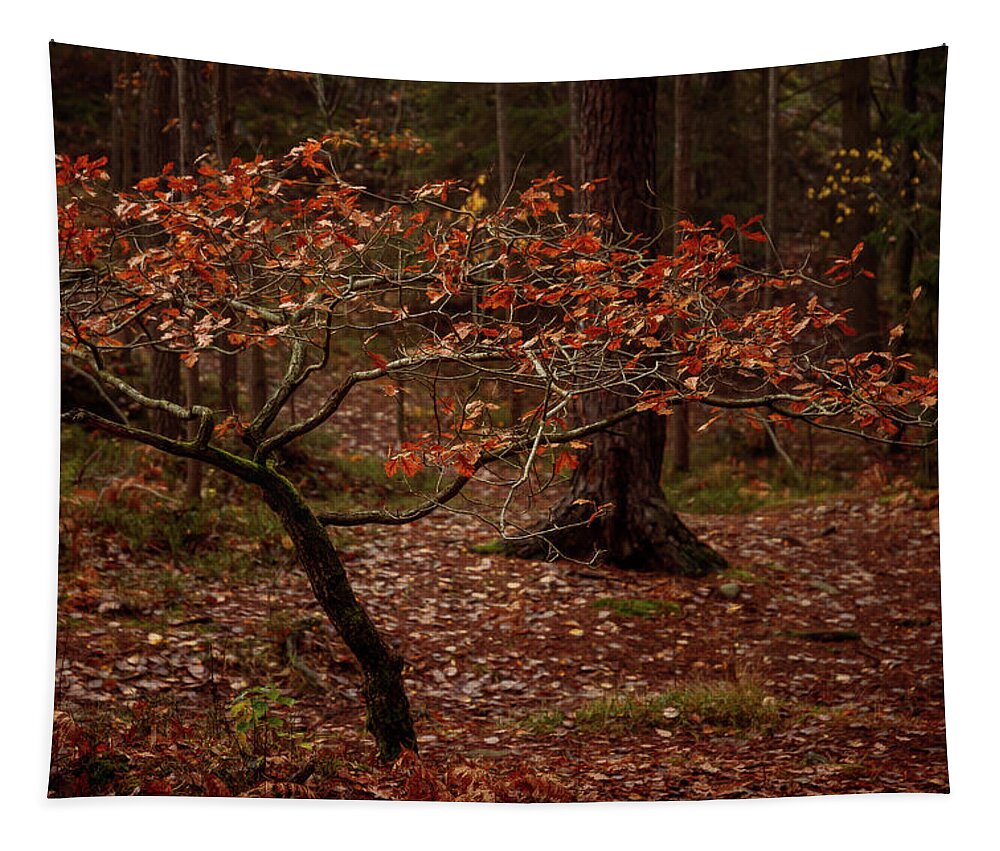 Autumn Tapestry featuring the photograph Small Tree In The Forest by Nicklas Gustafsson