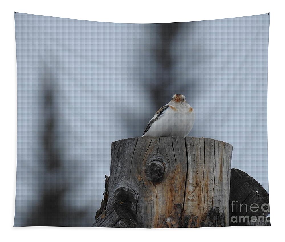 Snow Bunting Tapestry featuring the photograph Snow Bunting by Nicola Finch