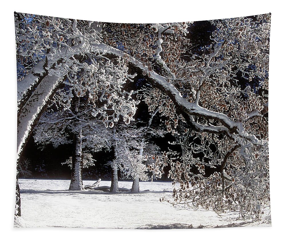 Black Oak Tapestry featuring the photograph Snow Covered Black Oak Yosemite National Park by Dave Welling