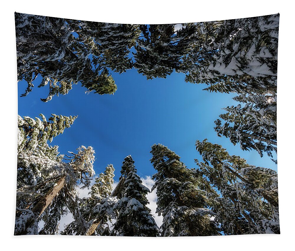 Tree Tapestry featuring the photograph Snow Covered Trees 6 by Pelo Blanco Photo