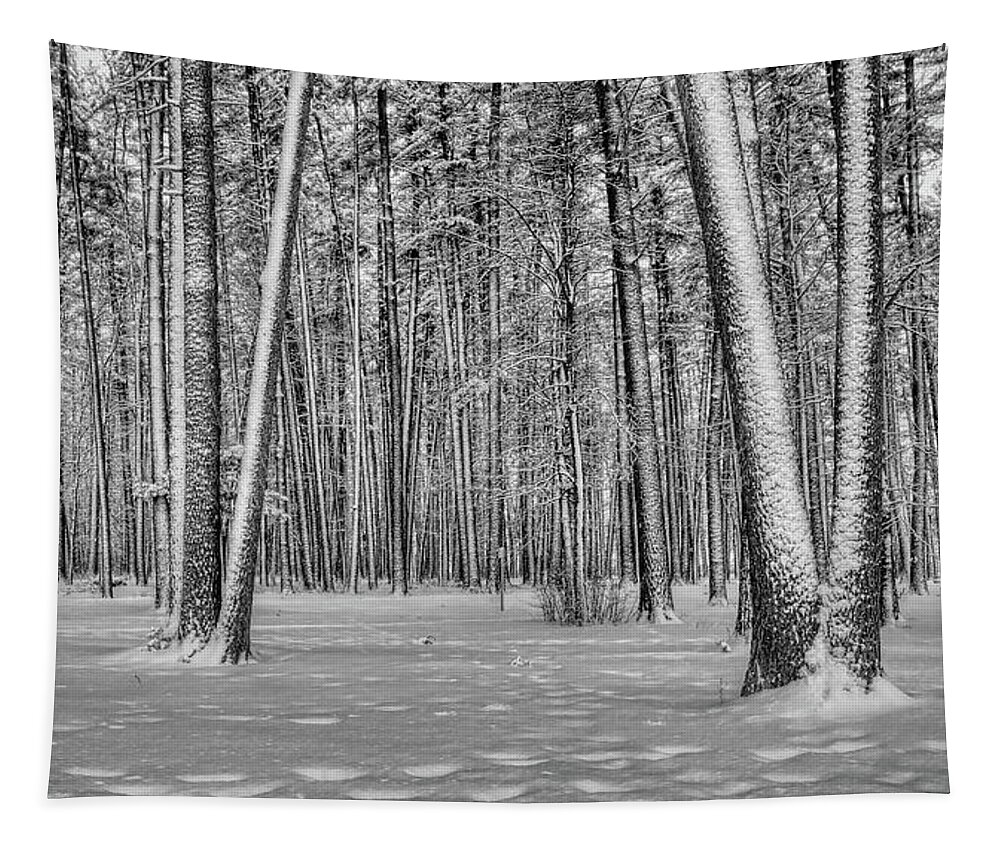 Winter Tapestry featuring the photograph Snow Covered White Pine Trees by Dale Kauzlaric