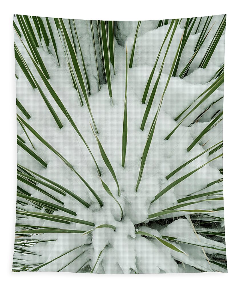Asparagaceae Tapestry featuring the photograph Snow-covered Yucca #2 by Maresa Pryor-Luzier