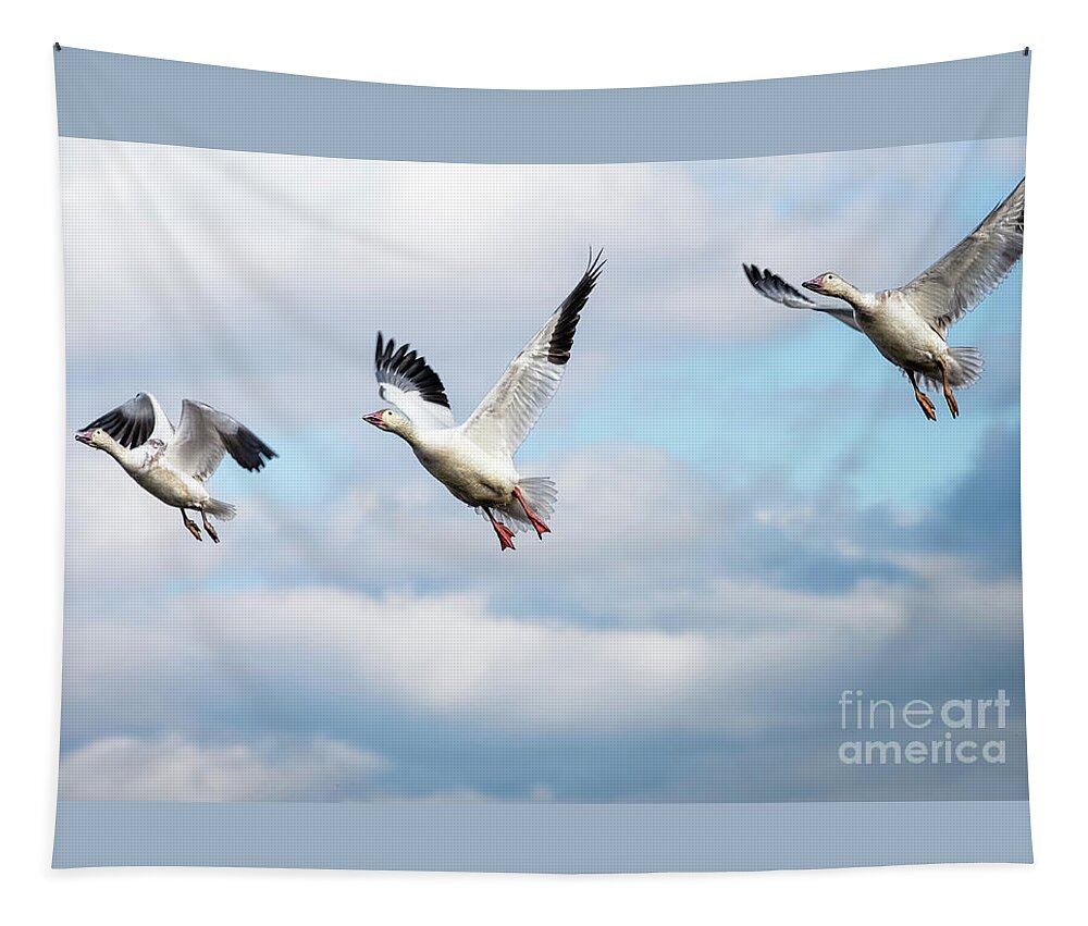 Winter Tapestry featuring the photograph Snow geese in flight by Rehna George