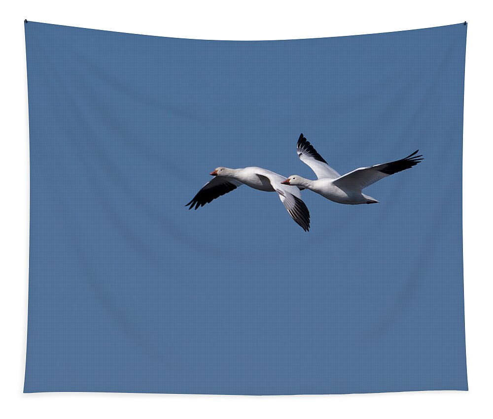 Snow Geese Tapestry featuring the photograph Snow Goose Pair by Flinn Hackett