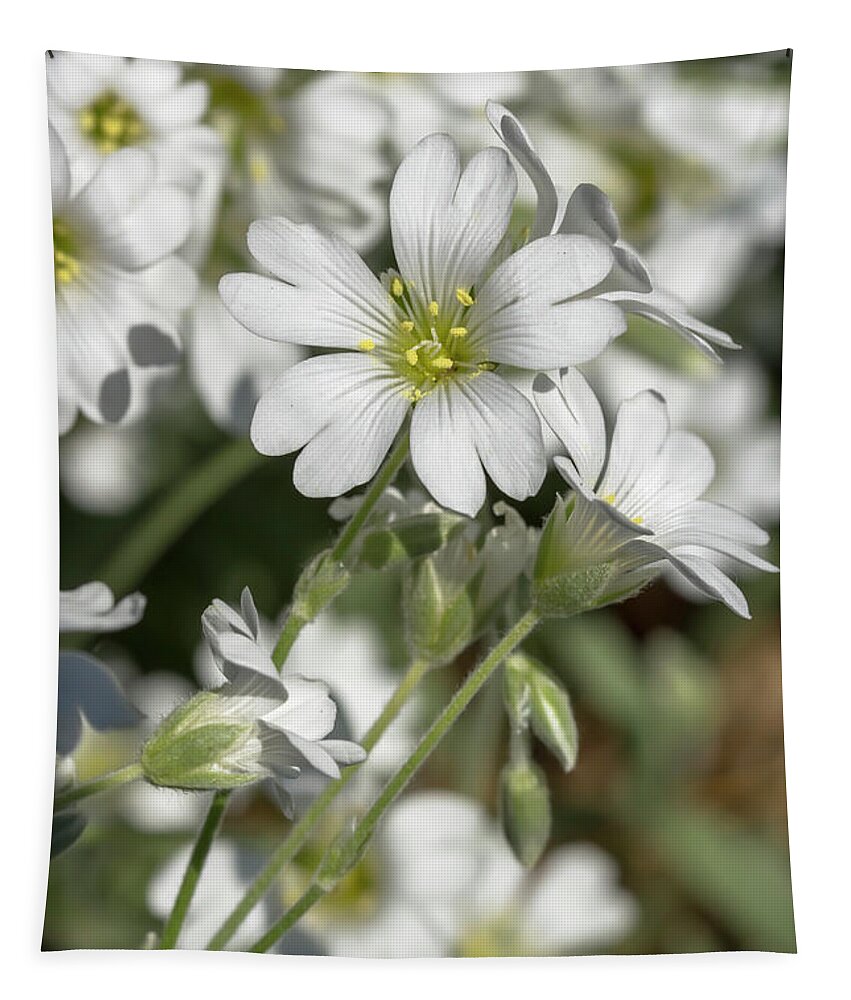 Flower Tapestry featuring the photograph Snow-in-Summer by Dawn Cavalieri
