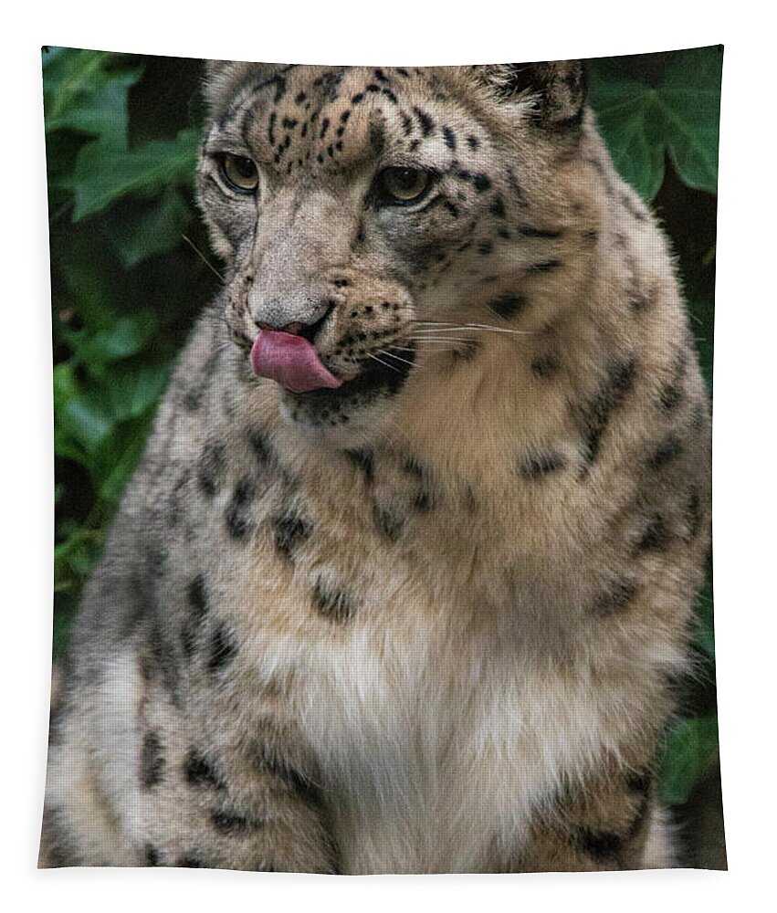 Zoo Boise Tapestry featuring the photograph Snow Leopard 1 by Melissa Southern