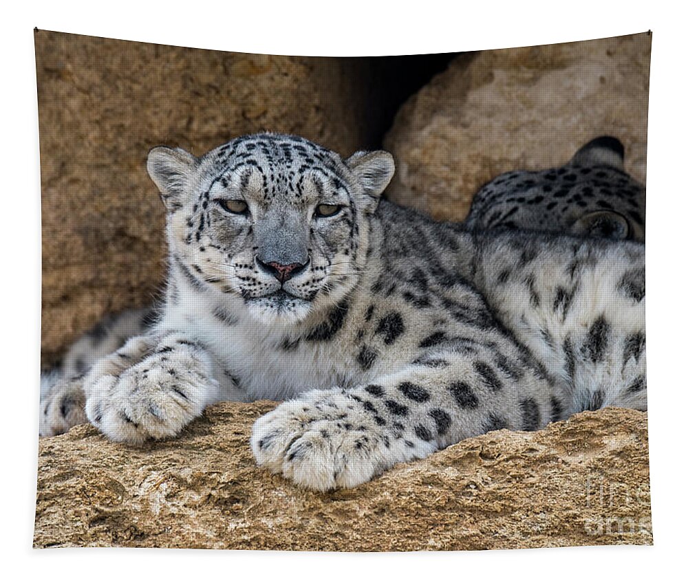 Two Tapestry featuring the photograph Snow Leopard Couple by Arterra Picture Library