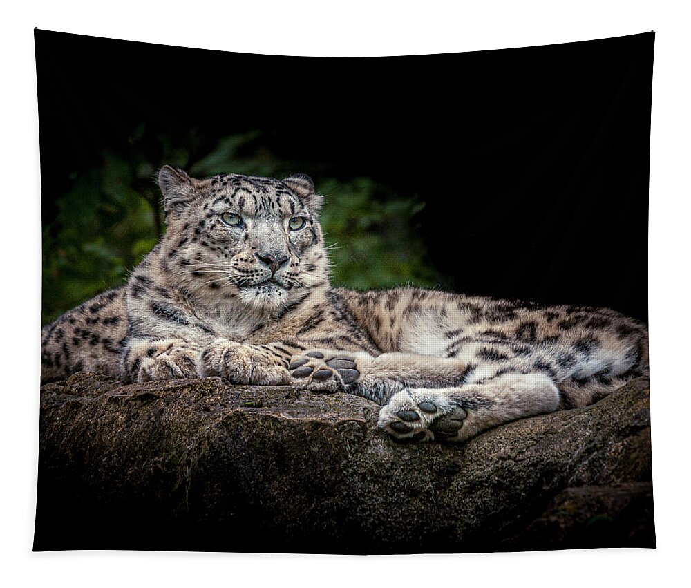 Animal Tapestry featuring the photograph Snow Leopard on the rocks by Chris Boulton