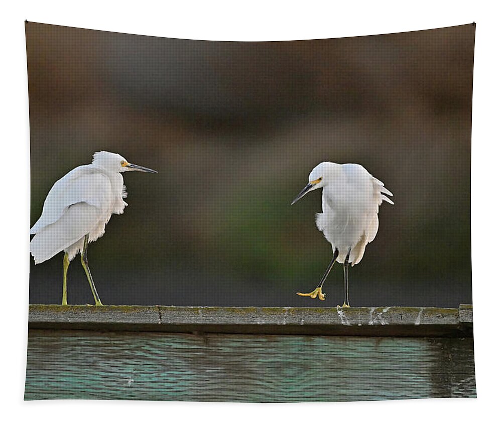Bird Tapestry featuring the photograph Snowy Egret - Getting a step closer to friend by Amazing Action Photo Video