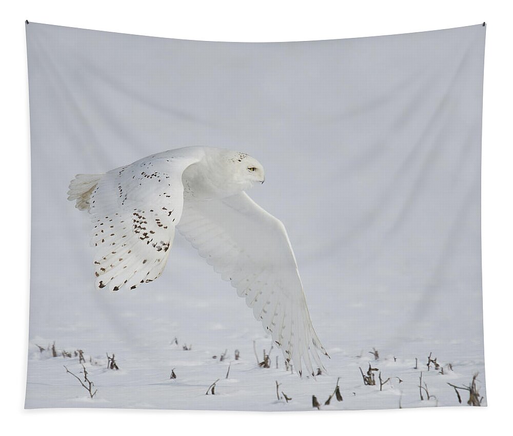 Snowy Flight Tapestry featuring the photograph Snowy Flight by CR Courson