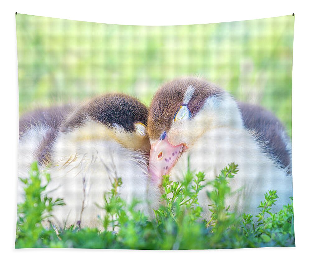 Napping Tapestry featuring the photograph Snuggling Ducklings by Jordan Hill