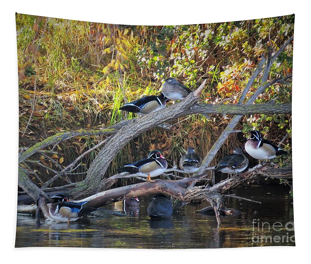 Male Tapestry featuring the photograph So Many Wood Ducks by Linda Vanoudenhaegen