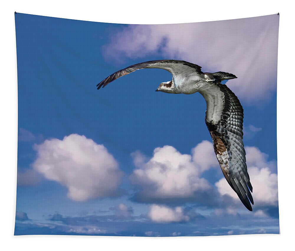 Backyard Tapestry featuring the photograph Soaring Osprey by Larry Marshall