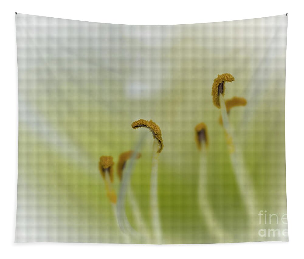 Flower Tapestry featuring the photograph Soft Dreamy and Pearly Daylily by Amy Dundon