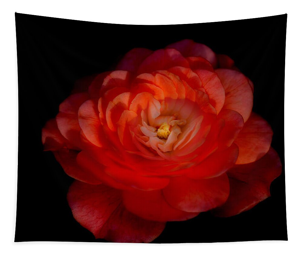 Rose Tapestry featuring the photograph Soft Red Rose by Carrie Hannigan