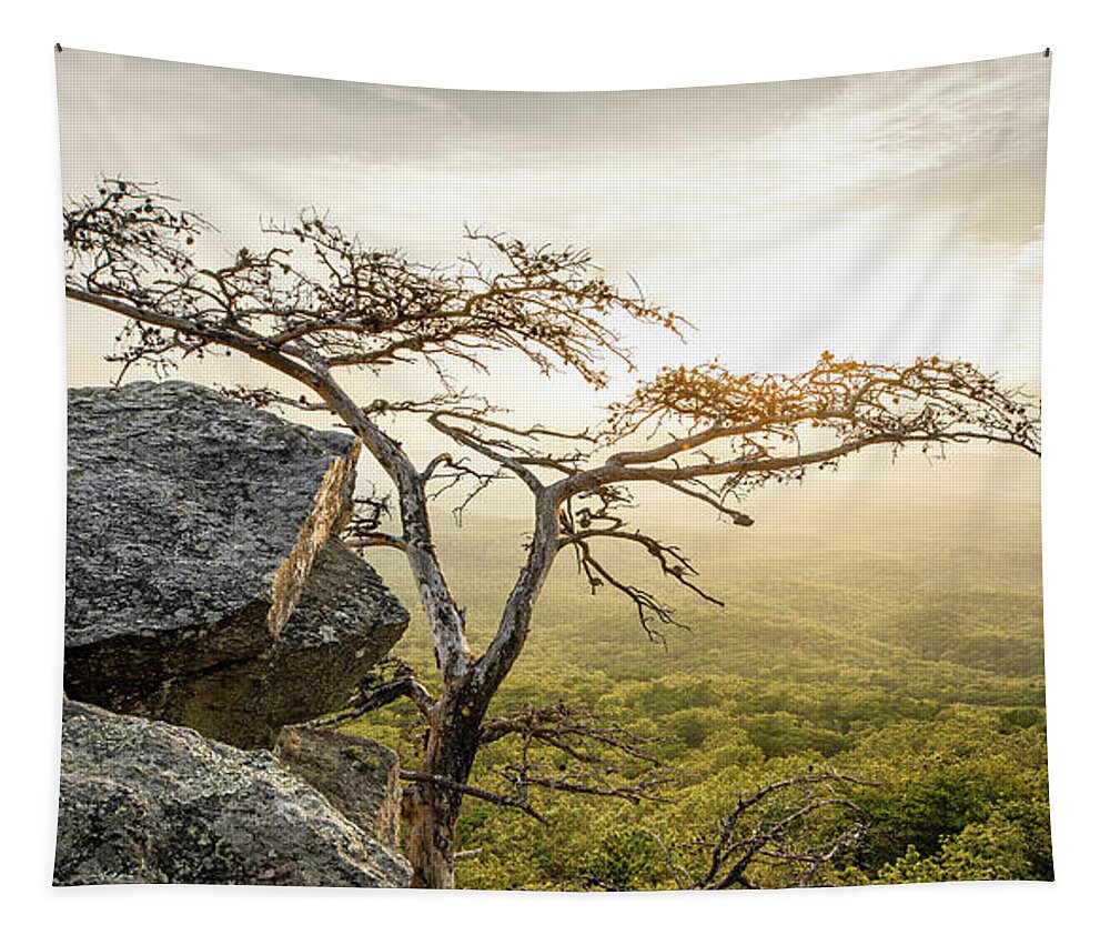 Tree Tapestry featuring the photograph Solitude by Jordan Hill