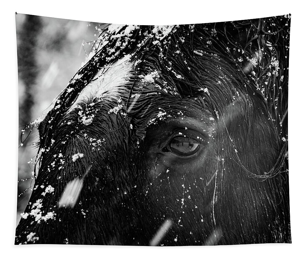 Horses Tapestry featuring the photograph Sonic In The Snow by Kristia Adams