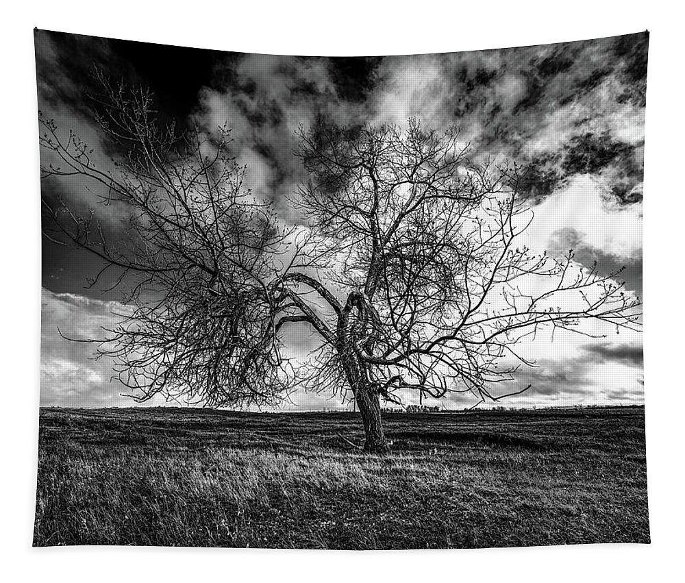 Tree Tapestry featuring the photograph South Monochrome by Darcy Dietrich