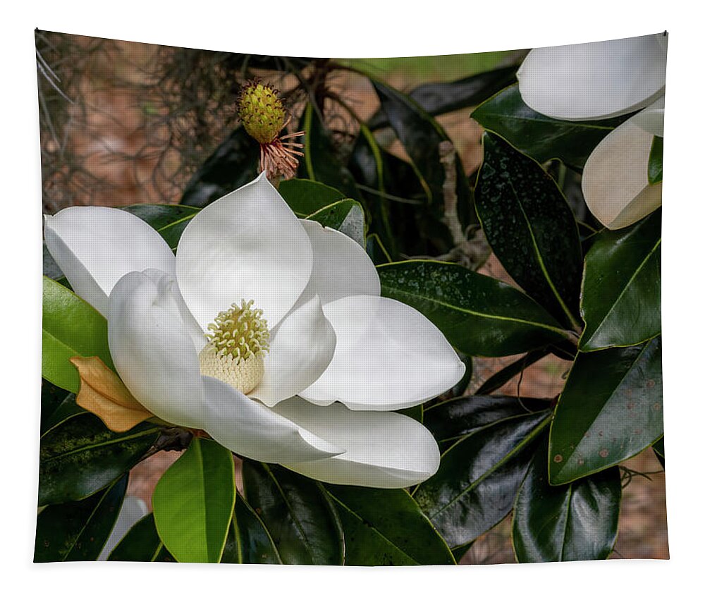 Southern Magnolia Tapestry featuring the photograph Southern Magnolia Flower by Bradford Martin