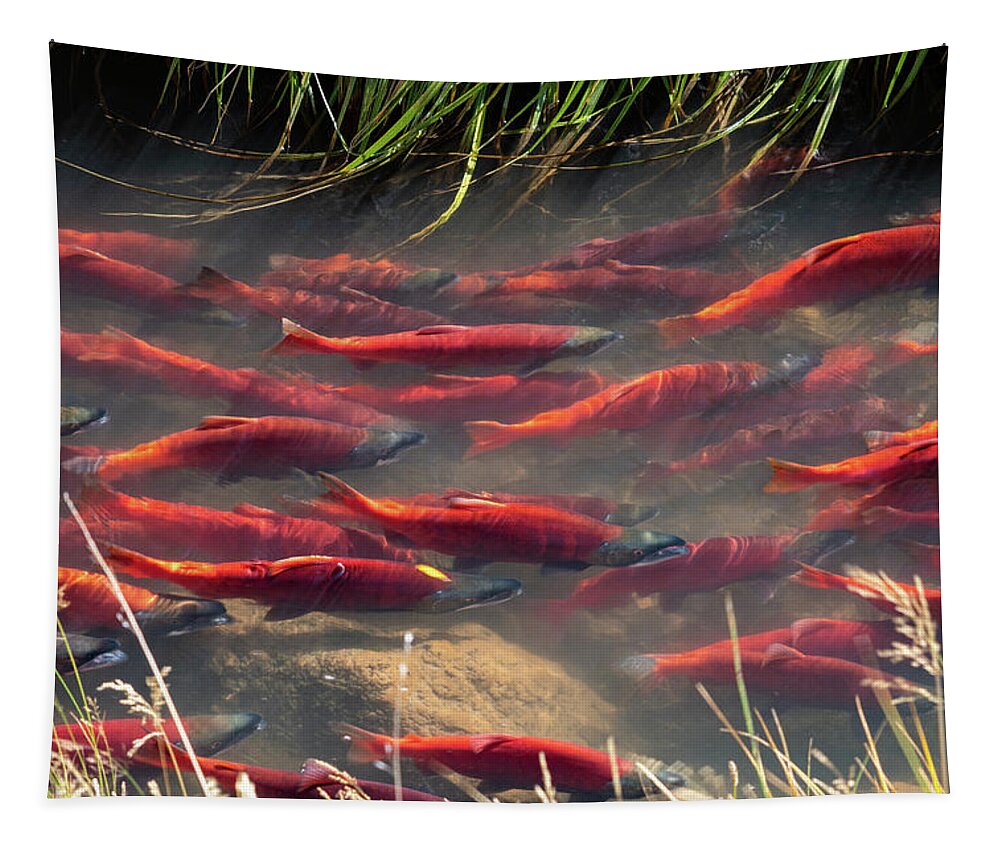 Salmon Tapestry featuring the photograph Spawning School by Wesley Aston