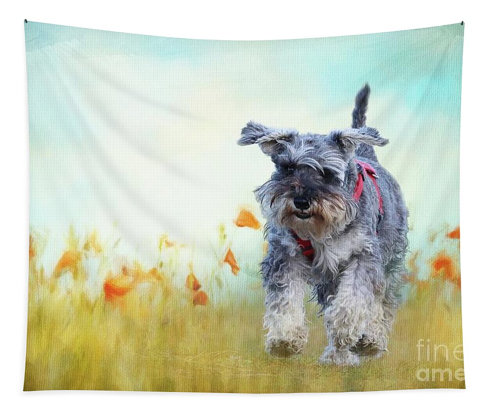 Miniature Schnauzer Tapestry featuring the photograph Speedy by Eva Lechner
