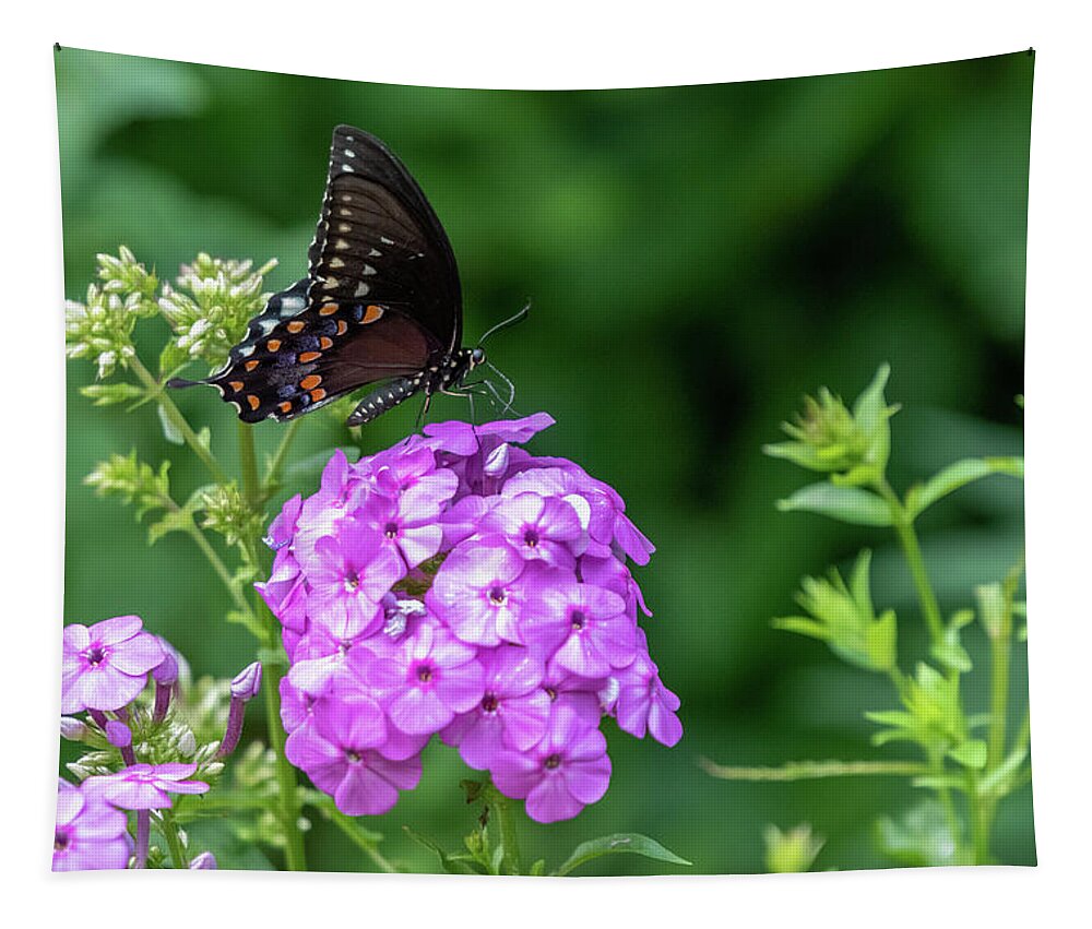 Lenoir Preserve Tapestry featuring the photograph Spicebush Swallowtail by Kevin Suttlehan