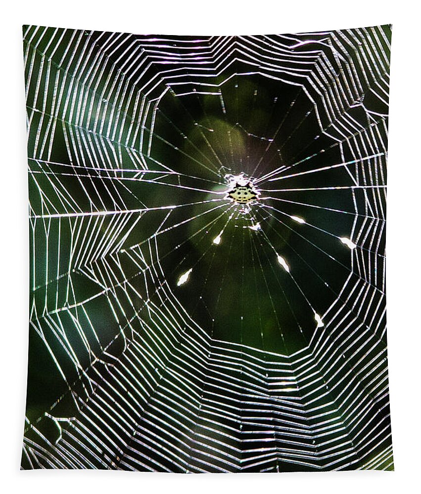 Web Tapestry featuring the photograph Spider Web at Fort Macon State Park by Bob Decker