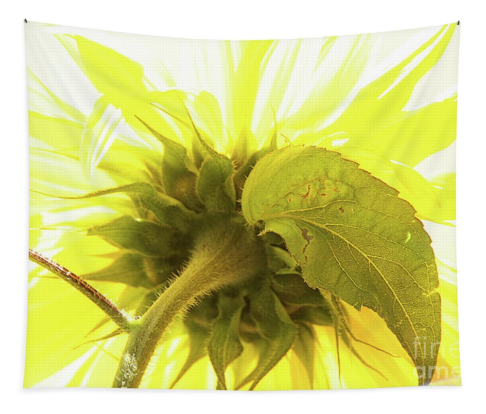 Sunflowers Tapestry featuring the photograph Splash Of Yellow by Roland Stanke