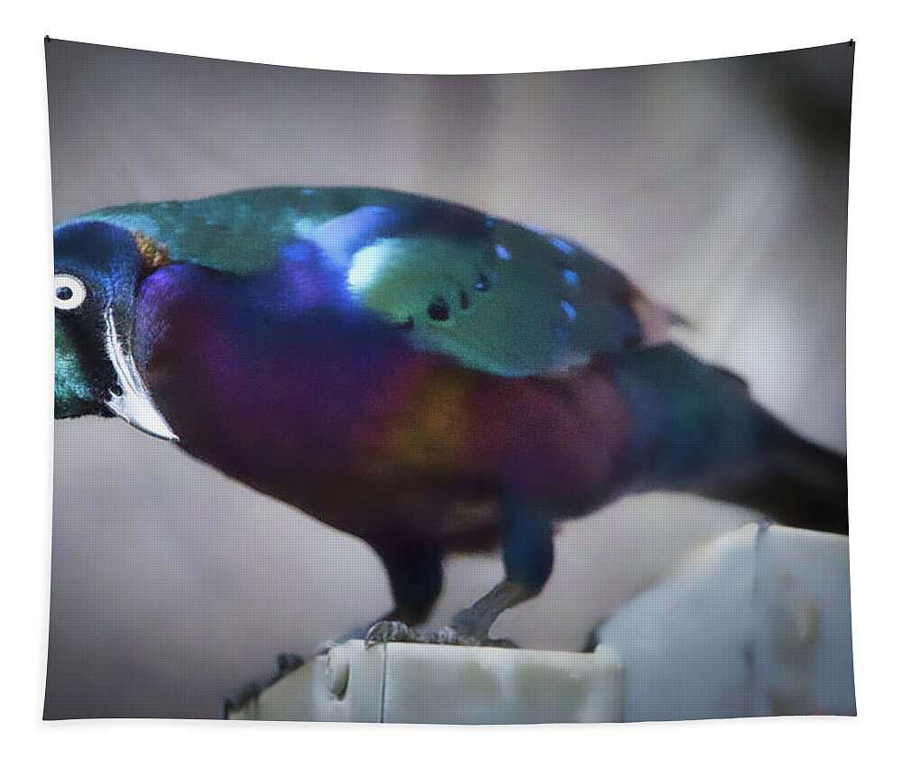 Bird Tapestry featuring the photograph Splendid Starling by Rene Vasquez